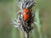Adonia variegata Adonia variegata