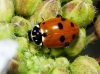 Adonia variegata Adonia variegata
