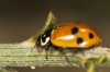 Adonia variegata Adonia variegata