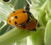Adonia variegata Adonia variegata
