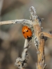 Adonia variegata Adonia variegata
