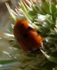 Adonia variegata Adonia variegata