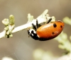 Adonia variegata Adonia variegata