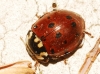 Anatis ocellata Anatis ocellata