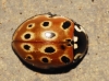 Anatis ocellata Anatis ocellata