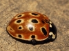 Anatis ocellata Anatis ocellata