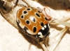Anatis ocellata Anatis ocellata
