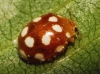 Anisocalvia quindecimguttata Anisocalvia quindecimguttata