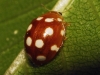 Anisocalvia quindecimguttata Anisocalvia quindecimguttata
