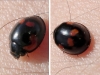 Exochomus quadripustulatus Brumus quadripustulatus