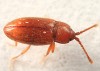 Caenoscelis ferruginea Caenoscelis ferruginea