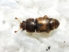 Carpophilus zeaphilus Dobson, 1969 Carpophilus zeaphilus Dobson, 1969