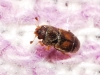 Carpophilus zeaphilus Dobson, 1969 Carpophilus zeaphilus Dobson, 1969