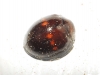 Chilocorus bipustulatus Chilocorus bipustulatus