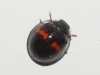 Chilocorus bipustulatus Chilocorus bipustulatus