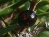 Chilocorus bipustulatus Chilocorus bipustulatus