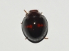 Chilocorus bipustulatus