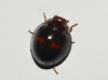 Chilocorus bipustulatus
