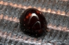 Chilocorus bipustulatus Chilocorus bipustulatus