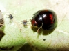Chilocorus bipustulatus Chilocorus bipustulatus