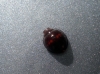 Chilocorus bipustulatus Chilocorus bipustulatus
