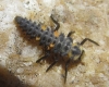 Coccinella septempunctata Coccinella septempunctata