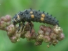 Coccinella septempunctata Coccinella septempunctata