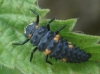 Coccinella septempunctata Coccinella septempunctata