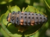 Coccinella septempunctata Coccinella septempunctata