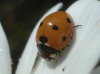 Coccinella septempunctata Coccinella septempunctata
