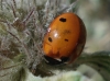 Coccinella septempunctata Coccinella septempunctata