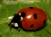 Coccinella septempunctata Coccinella septempunctata