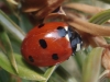 Coccinella septempunctata Coccinella septempunctata