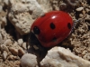 Coccinella septempunctata Coccinella septempunctata