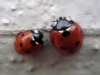 Coccinella septempunctata Coccinella septempunctata