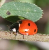 Coccinella septempunctata Coccinella septempunctata