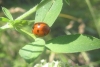 Coccinella septempunctata Coccinella septempunctata
