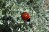 Coccinella septempunctata Coccinella septempunctata