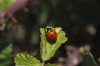 Coccinella septempunctata Coccinella septempunctata