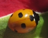 Coccinella septempunctata Coccinella septempunctata