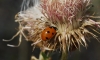 Coccinella septempunctata Coccinella septempunctata