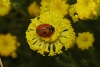 Coccinella septempunctata Coccinella septempunctata