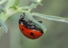 Coccinella septempunctata Coccinella septempunctata