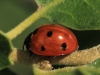 Coccinella septempunctata Coccinella septempunctata