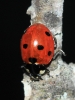 Coccinella septempunctata Coccinella septempunctata
