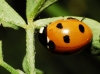 Coccinella septempunctata Coccinella septempunctata