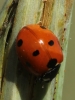 Coccinella septempunctata Coccinella septempunctata