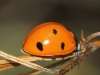 Coccinella septempunctata Coccinella septempunctata