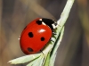 Coccinella septempunctata Coccinella septempunctata
