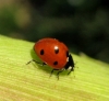 Coccinella septempunctata Coccinella septempunctata